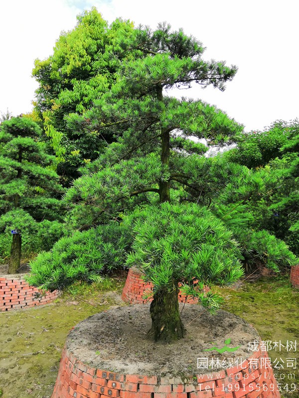 银杉图片大全，银杉图片和罗汉松图片欣赏